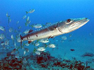 Barracuda-how to overcome obstacles