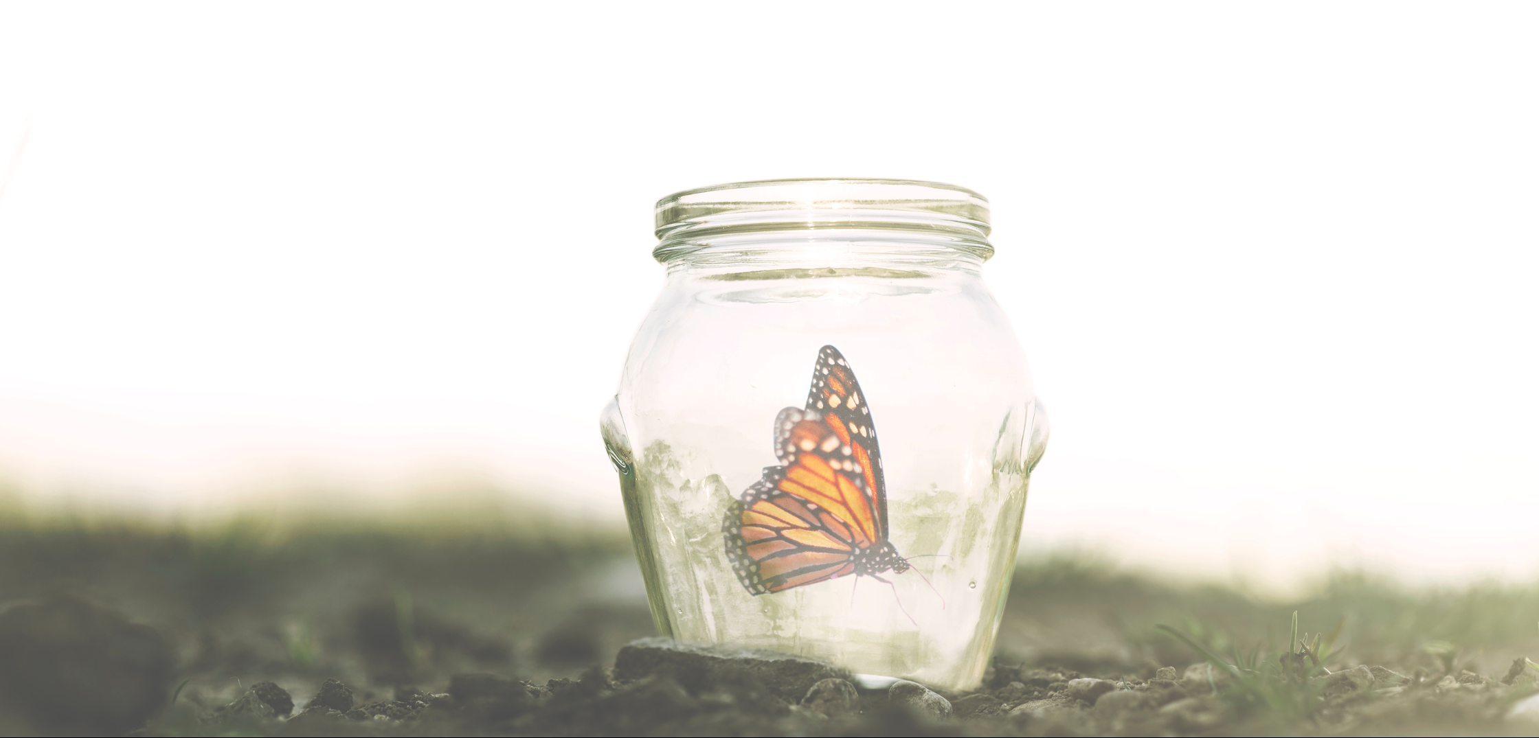 butterfly in jar-life changing stories