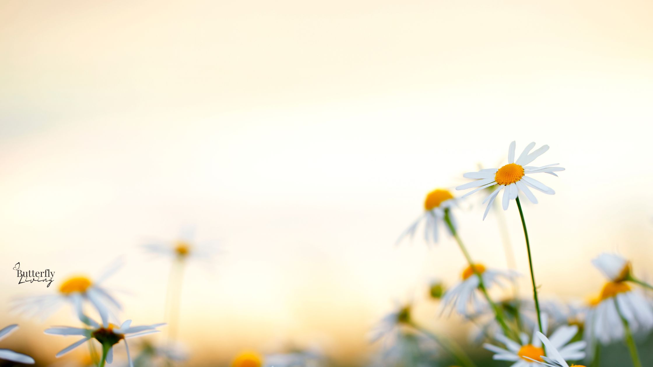 grow through grief daisies-grow through grief