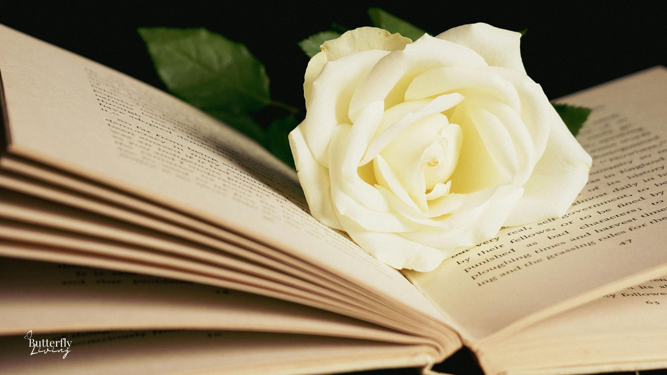 rose on book-heal from trauma