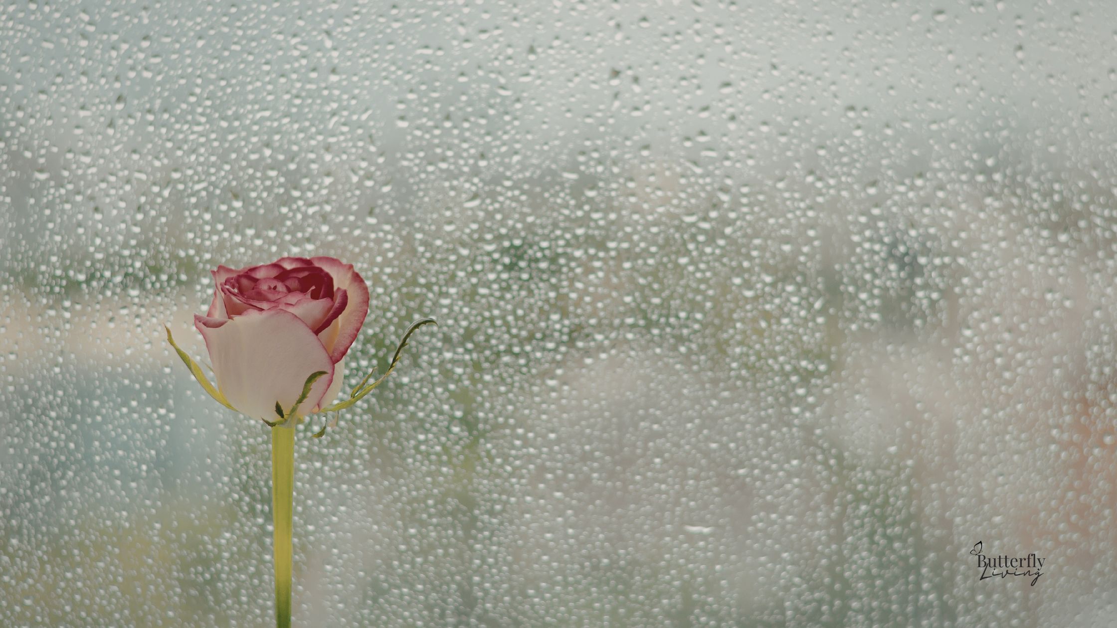 rose bud-When God seems silent