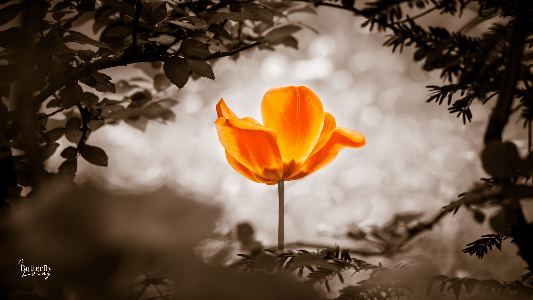 flower in the middle of ashes-hope and healing