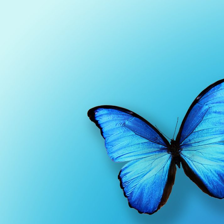 Blue Butterfly on blue background